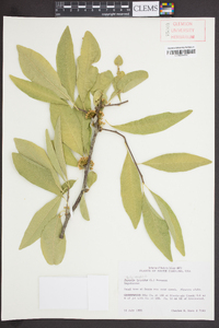 Sideroxylon lycioides image