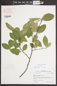 Sideroxylon lycioides image