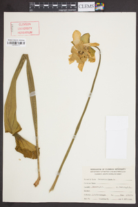 Sarracenia flava image