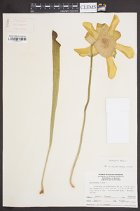 Sarracenia flava image