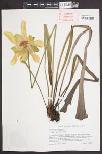 Sarracenia flava image