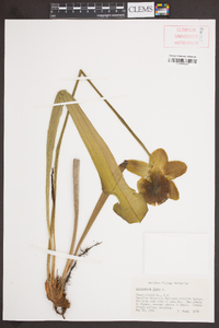 Sarracenia flava image