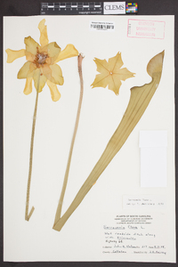 Sarracenia flava image