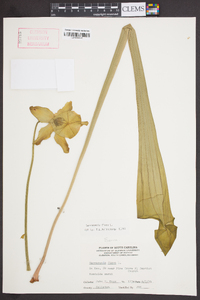 Sarracenia flava image