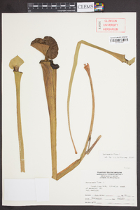 Sarracenia flava image