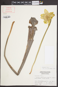 Sarracenia flava image