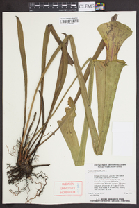 Sarracenia flava image