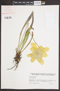 Sarracenia flava image