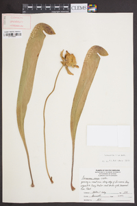 Sarracenia minor image