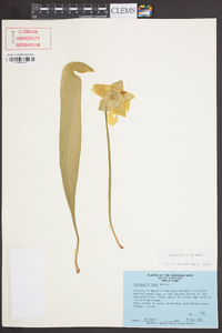 Sarracenia minor image