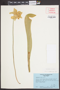 Sarracenia minor image