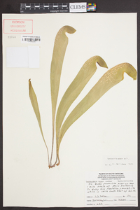 Sarracenia minor image