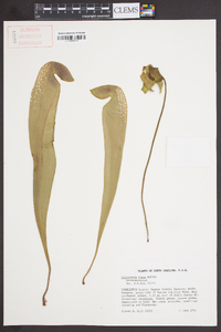 Sarracenia minor image