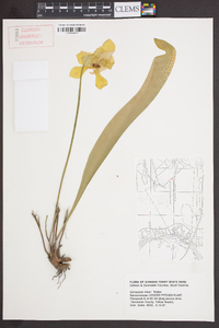 Sarracenia minor image