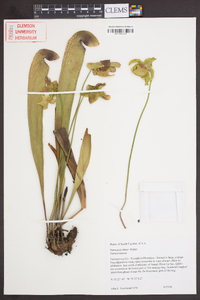 Sarracenia minor image