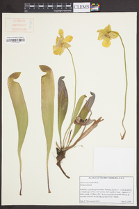 Sarracenia minor image