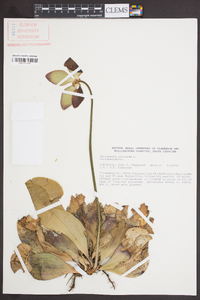 Sarracenia purpurea image