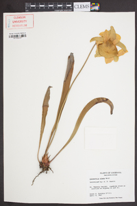 Sarracenia alata image