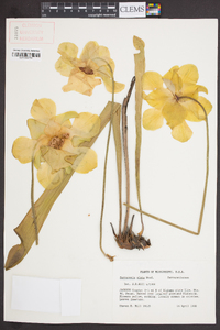 Sarracenia alata image