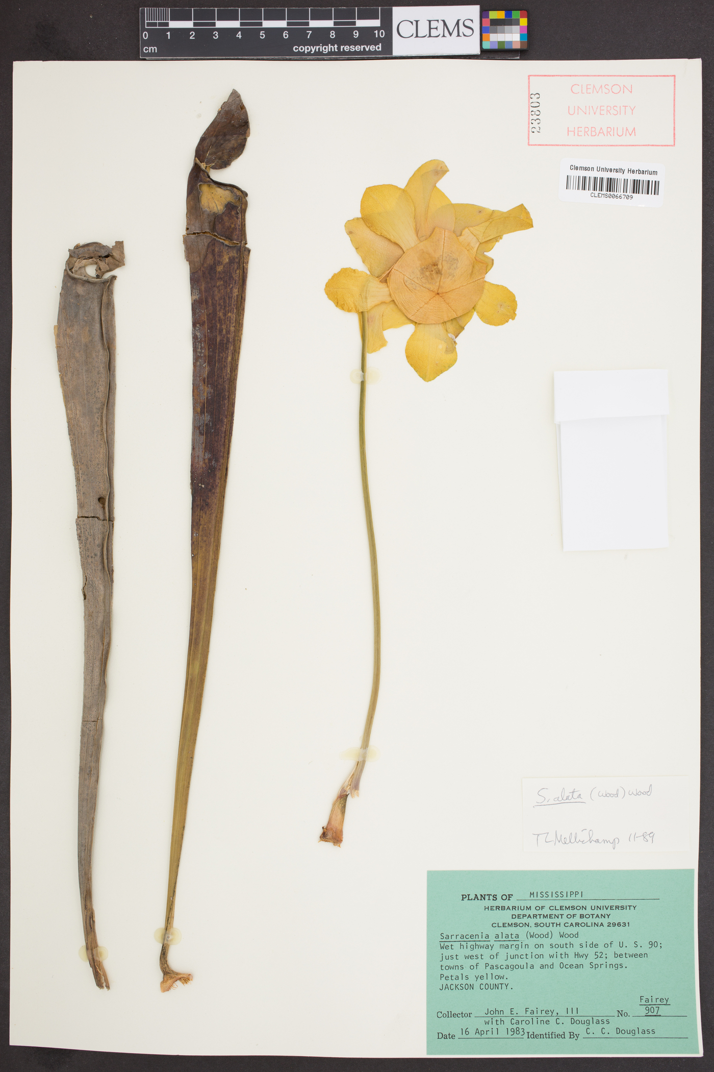 Sarracenia alata image