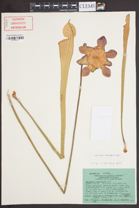 Sarracenia leucophylla image