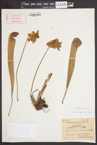 Sarracenia minor image