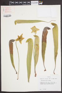 Sarracenia minor image