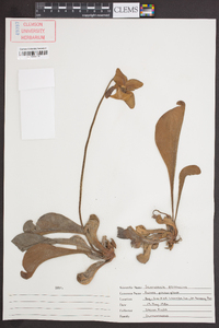 Sarracenia psittacina image