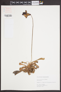 Sarracenia psittacina image