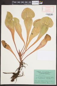 Sarracenia purpurea image