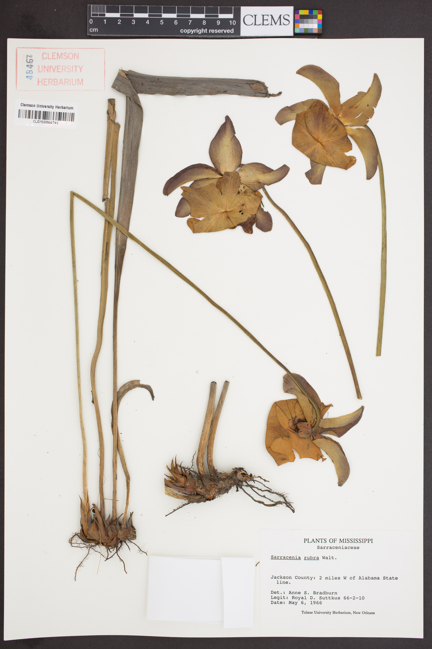 Sarracenia rubra image