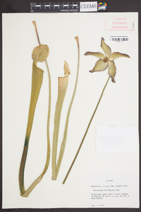 Sarracenia leucophylla image