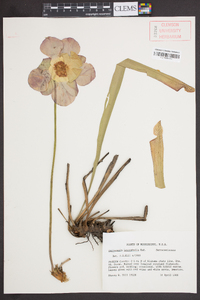 Sarracenia leucophylla image