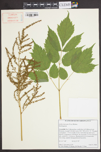 Astilbe biternata image