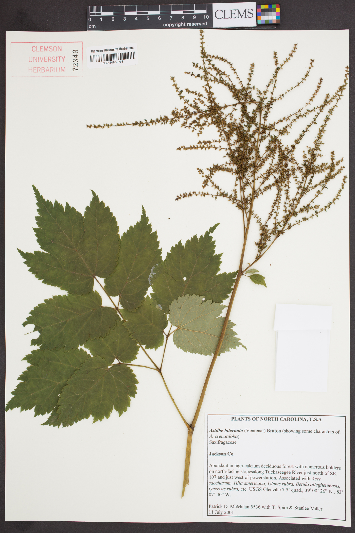 Astilbe biternata image