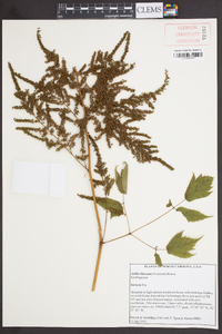 Astilbe biternata image