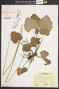 Heuchera americana image