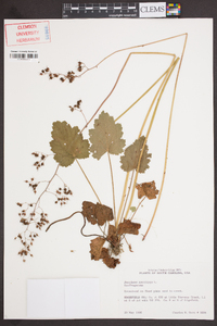 Heuchera americana image