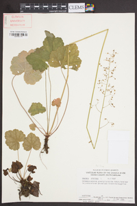 Heuchera americana image