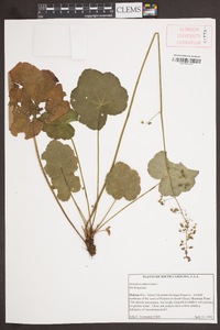 Heuchera americana image