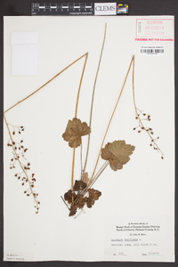 Heuchera americana image