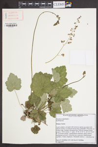 Heuchera americana image