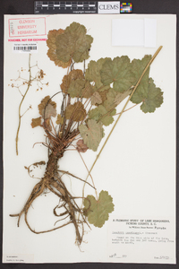 Heuchera americana image