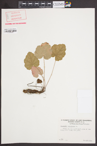 Heuchera americana image