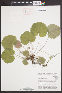 Heuchera parviflora image