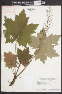 Heuchera villosa image