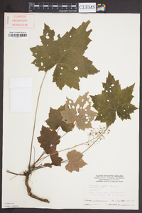 Heuchera villosa image