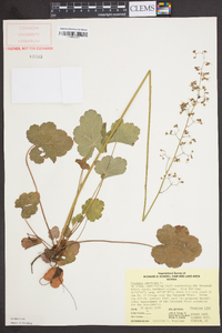 Heuchera americana image