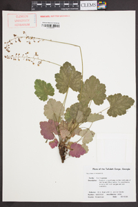 Heuchera americana image