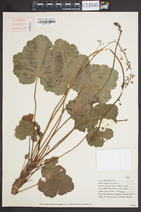 Heuchera americana image